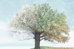 Baum mit verschiedenen Blattfärbungen