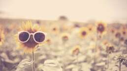 Sonnenblume mit Sonnenbrille